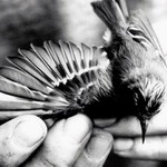 je libo křidýlko?!